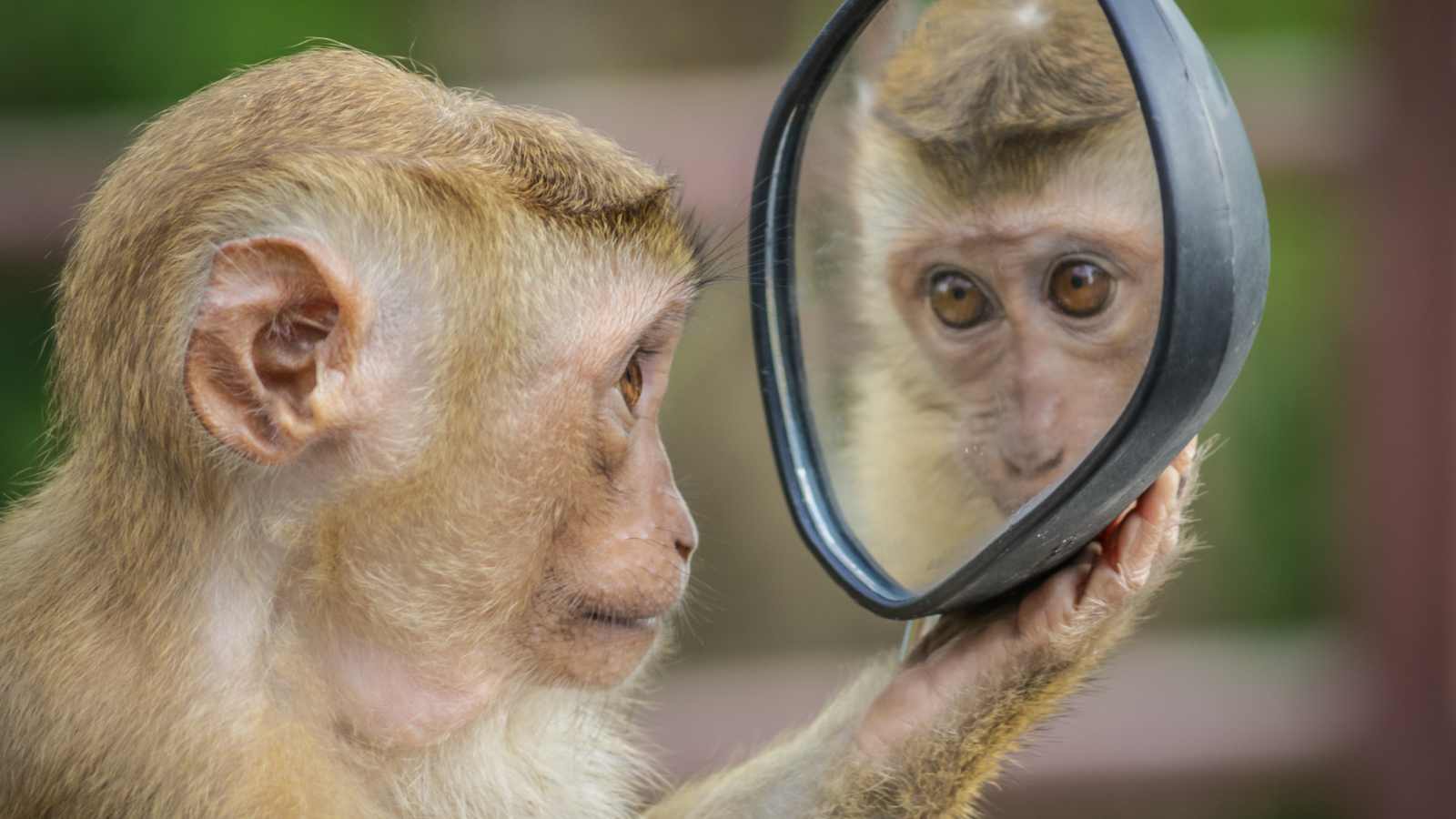 monkey with a mirror