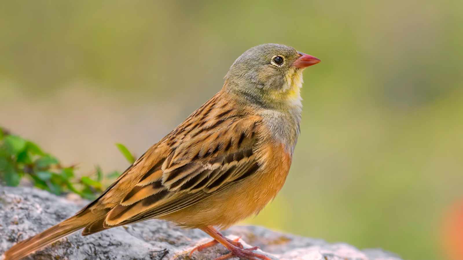 Ortolan on a branch