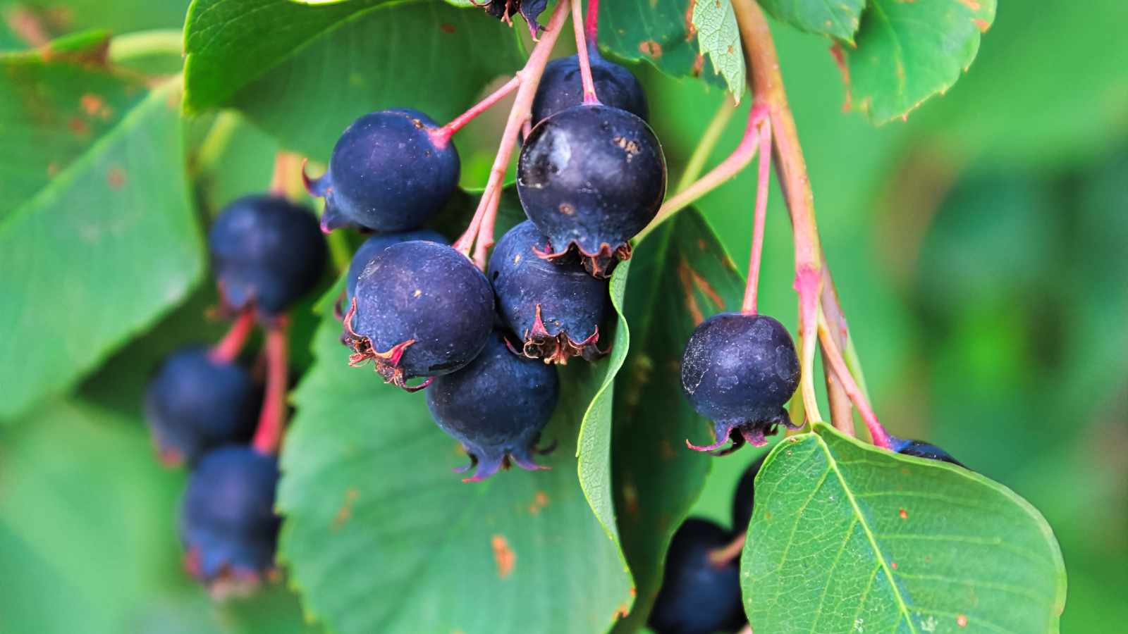 saskatoon berry