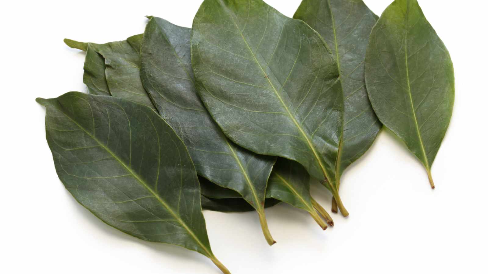 Daun Salam
