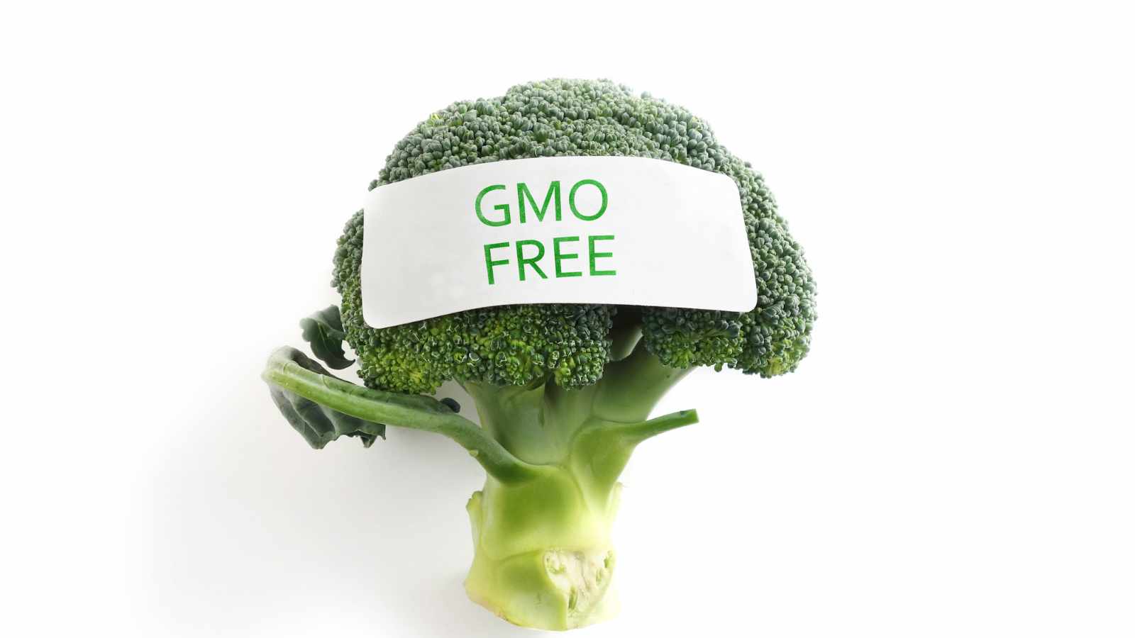 GMO free broccoli
