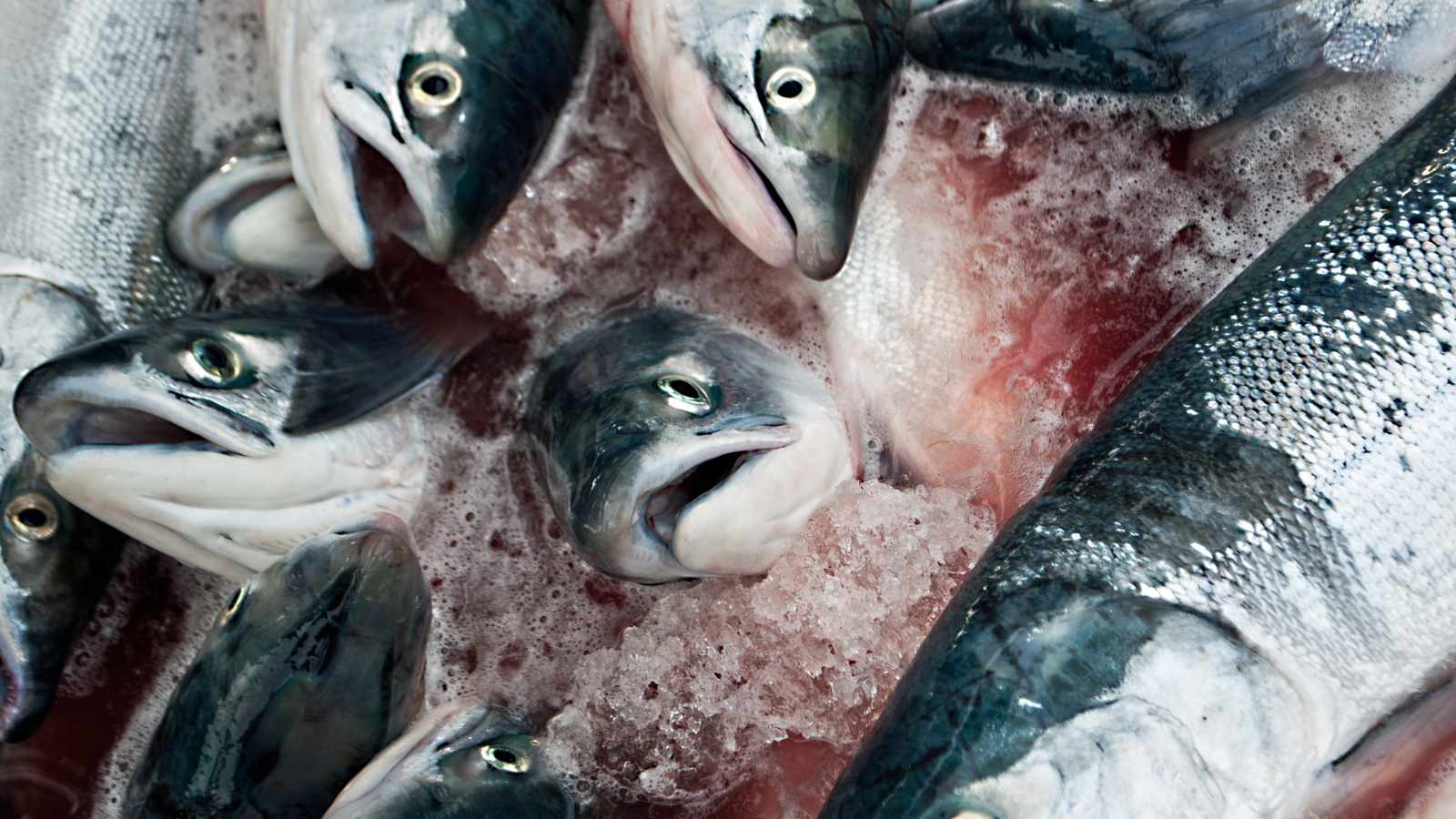 Alaskan salmon