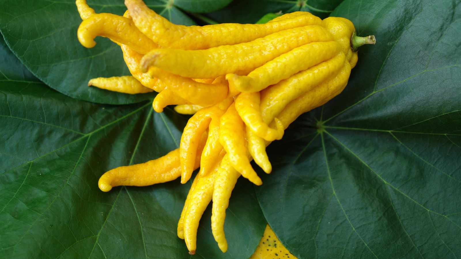 Buddhas Hand