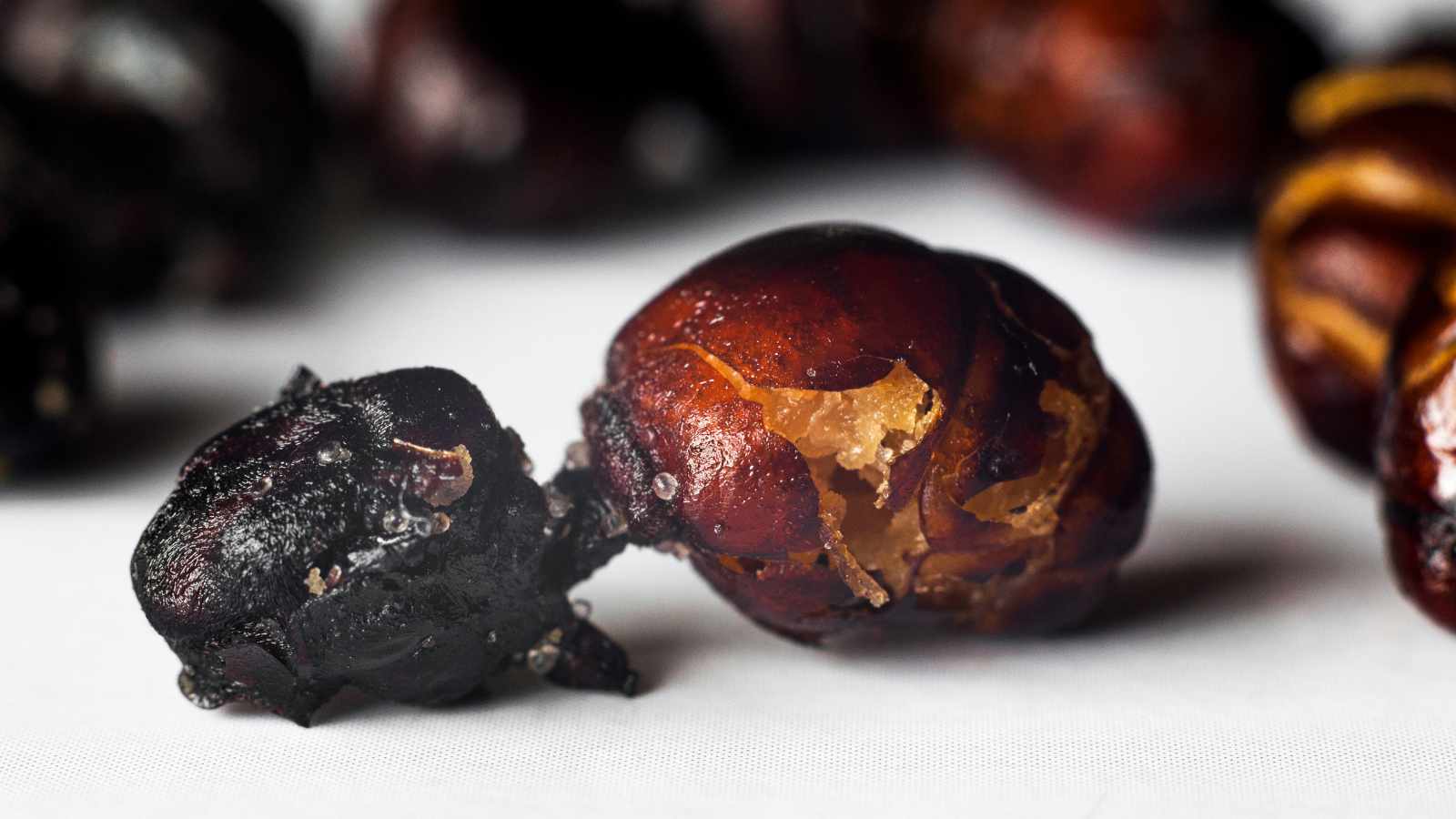 Hormigas Culonas