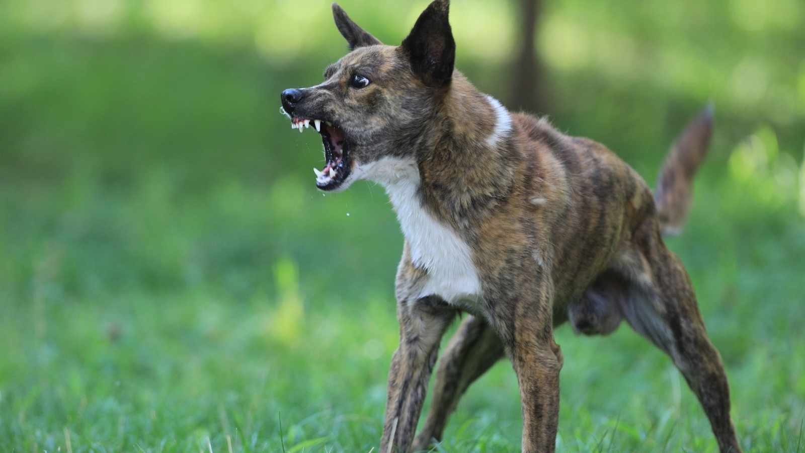 Aggressive pet
