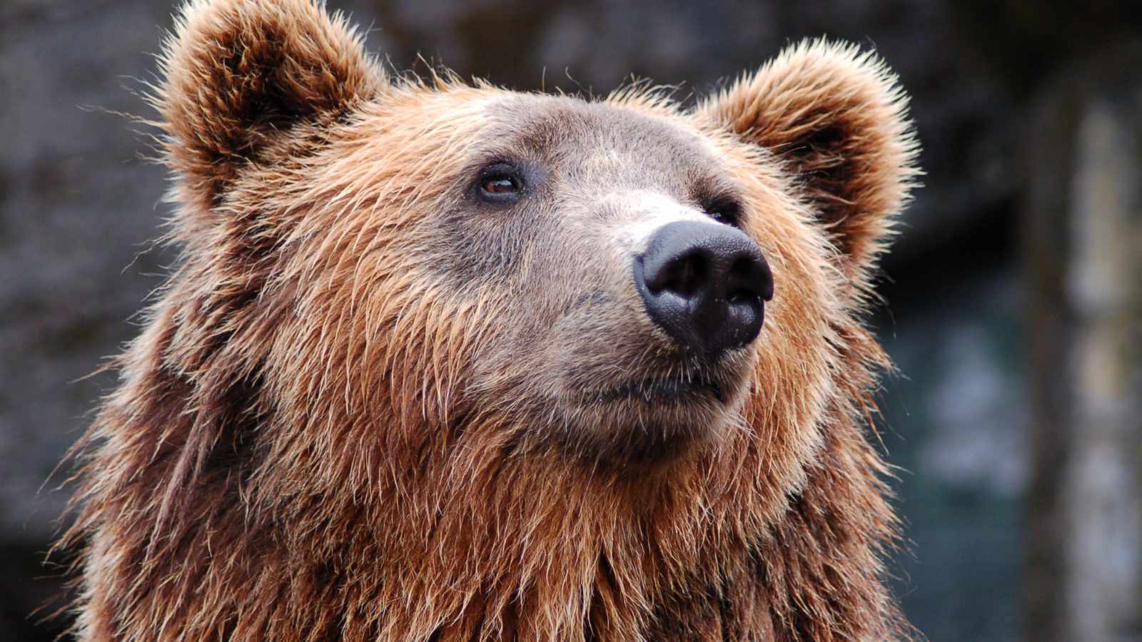 Brown bear