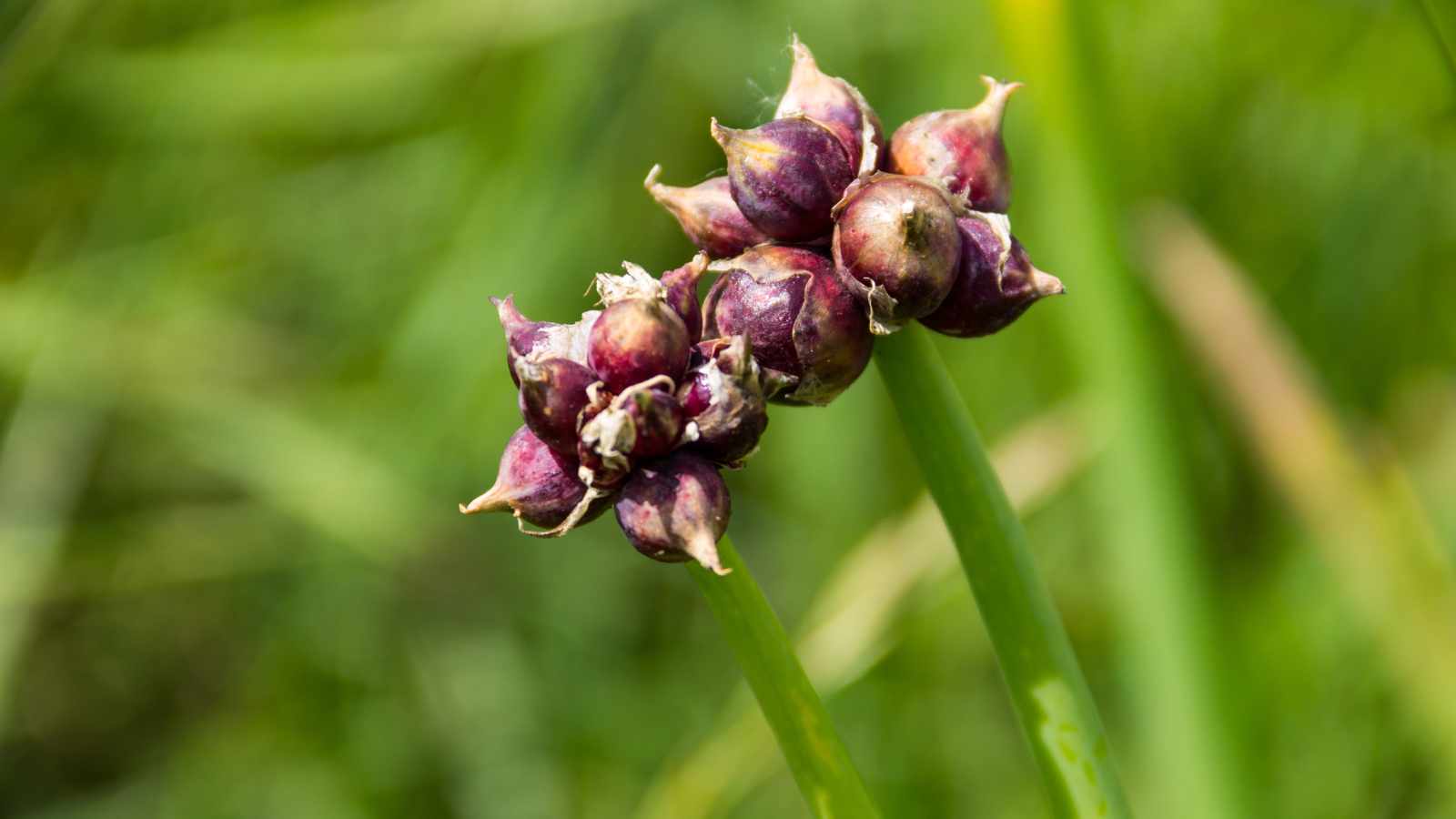 Egyptian Onions