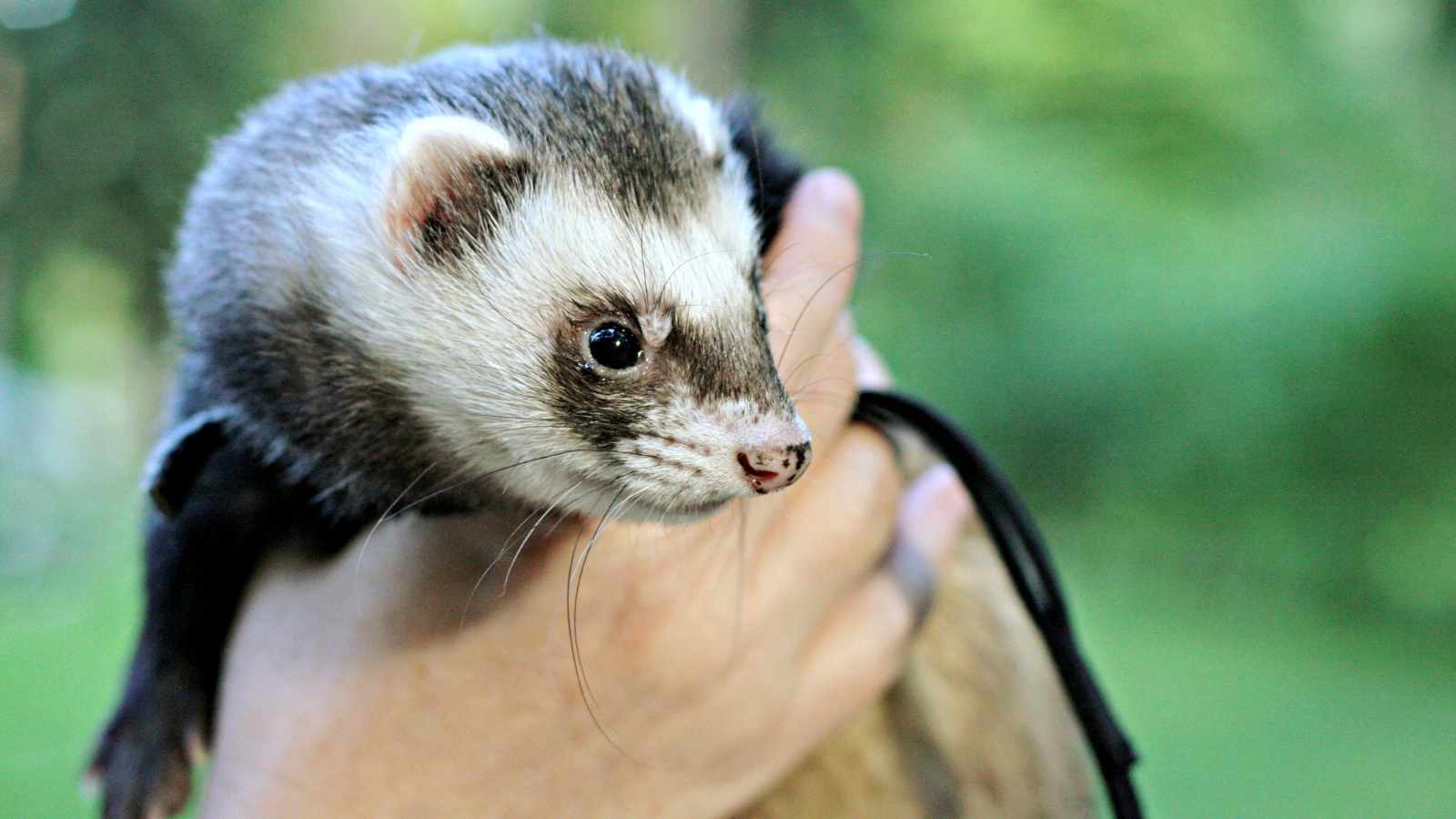 Ferret