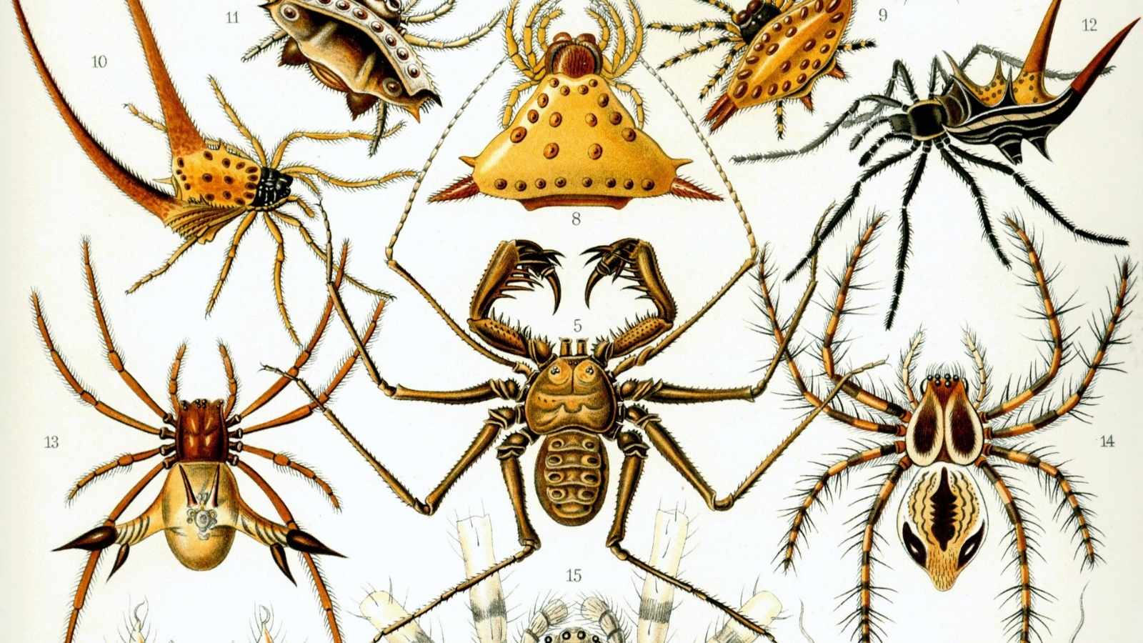Insects