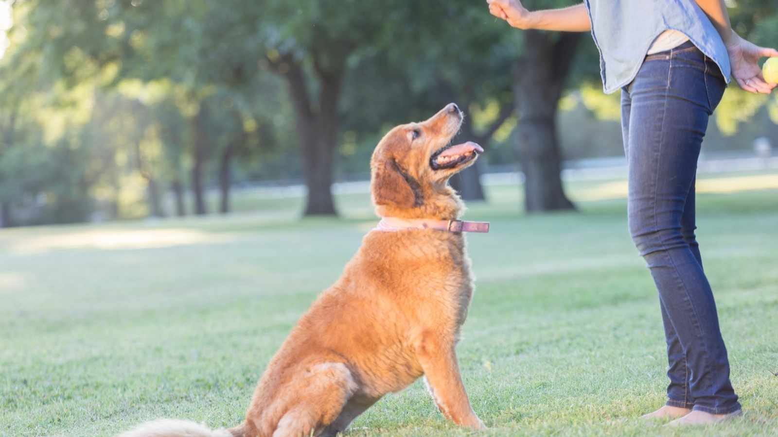 Lady training a dog