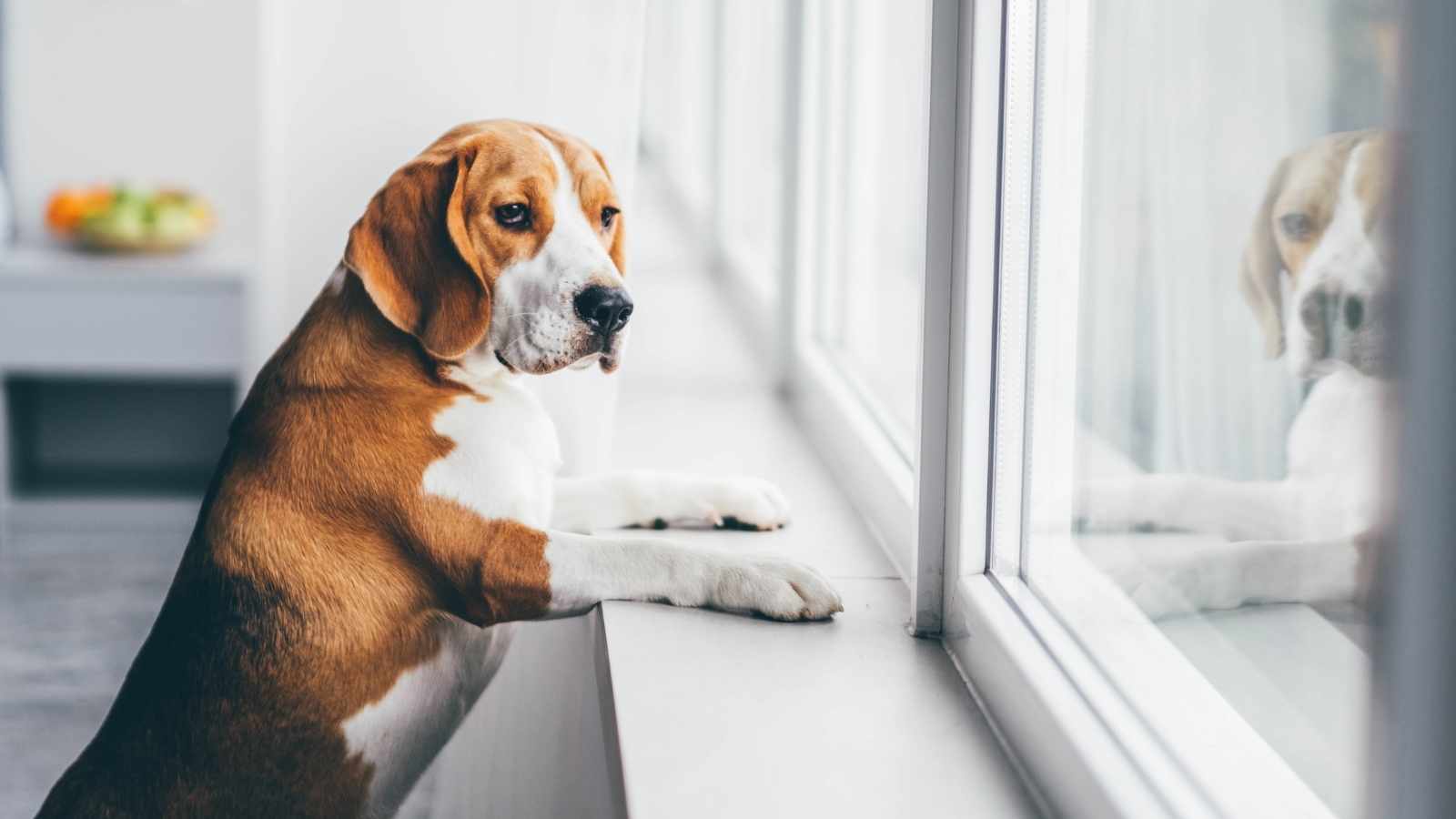 Lonely pet