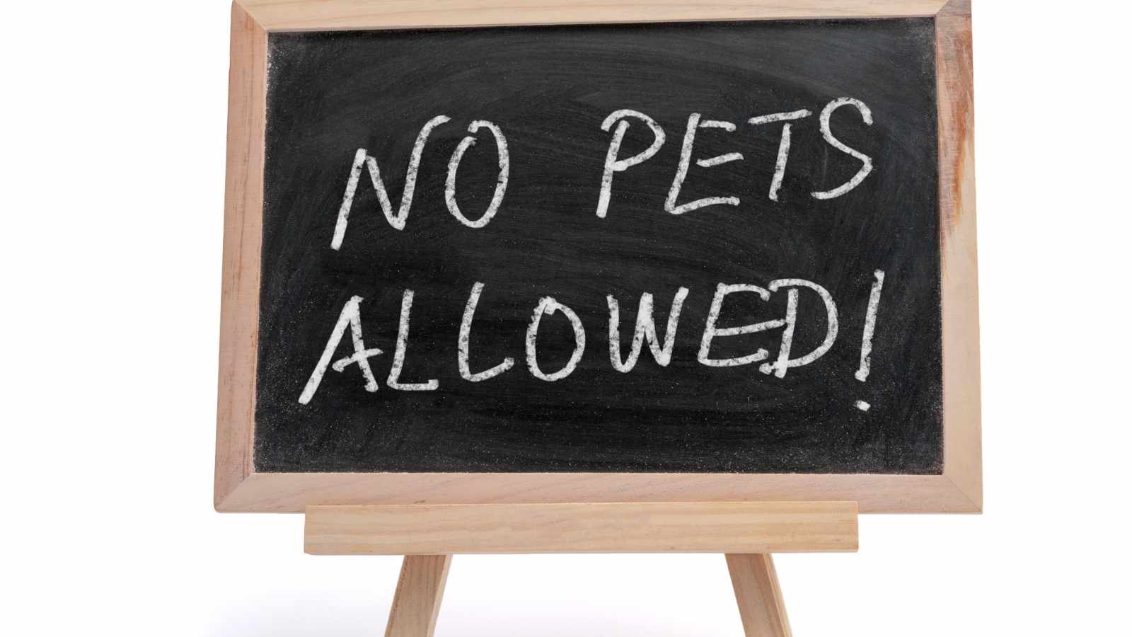 No pets allowed