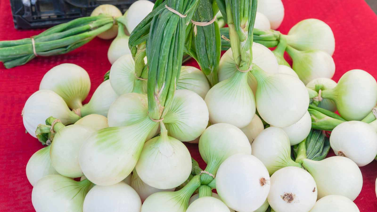Walla Walla Onion