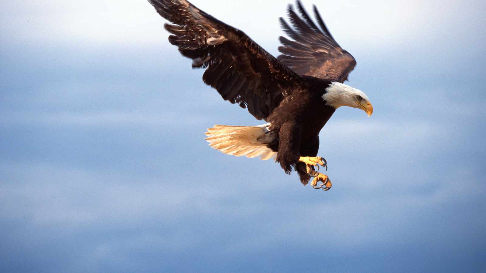eagle