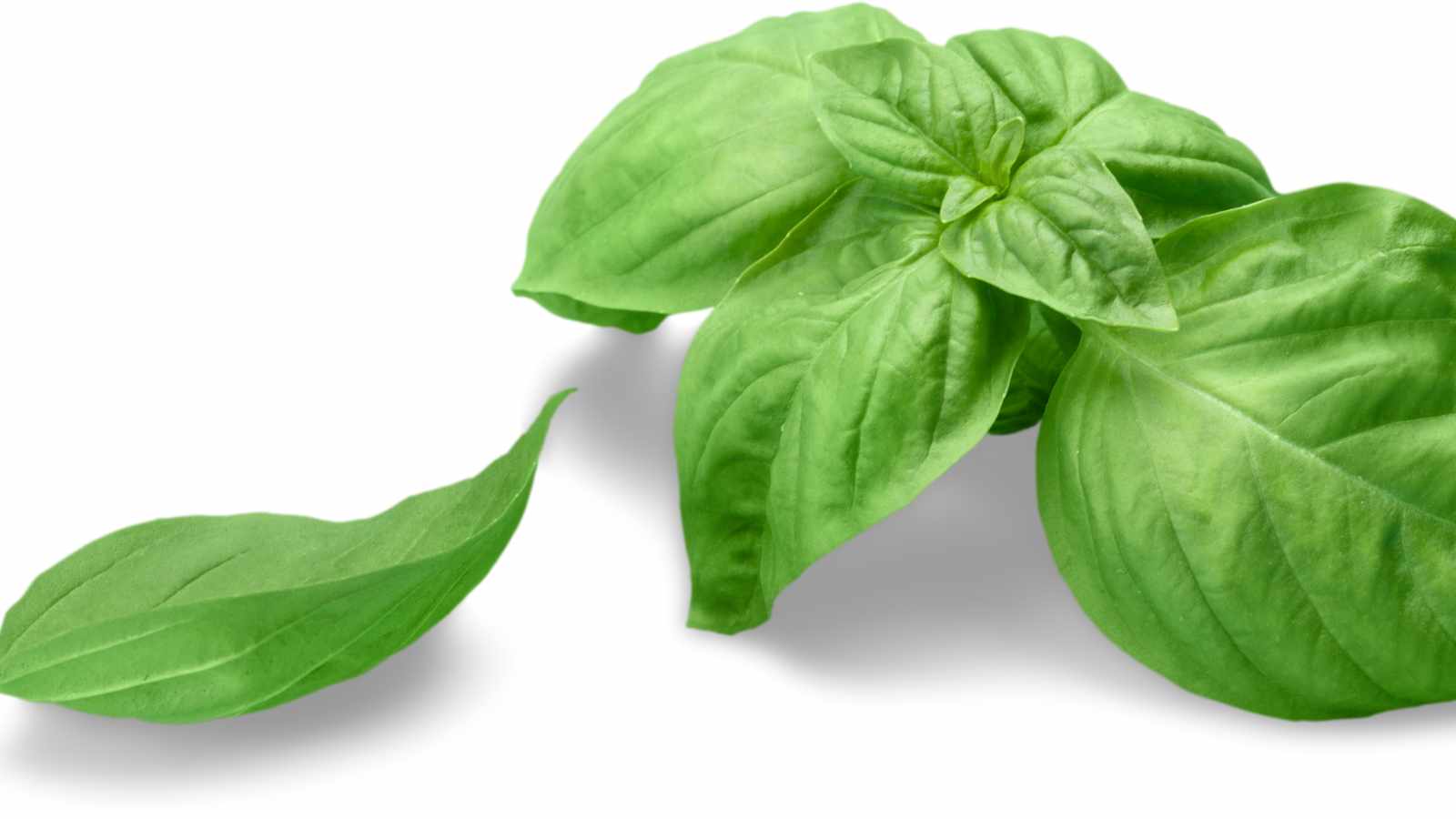fresh basil