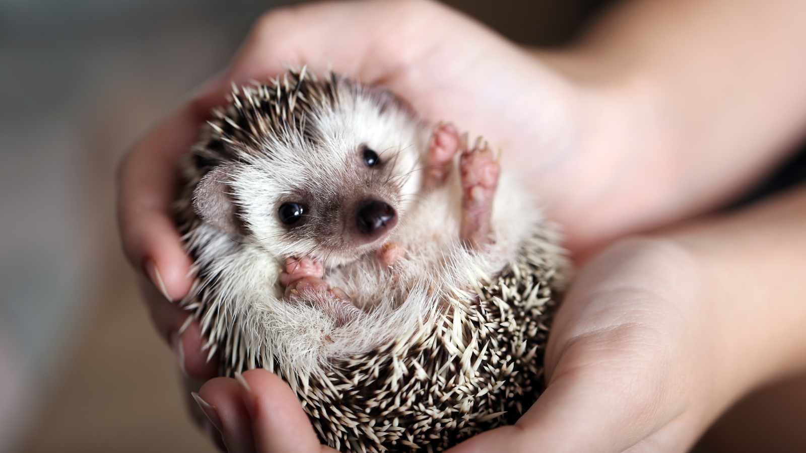 hedgehog