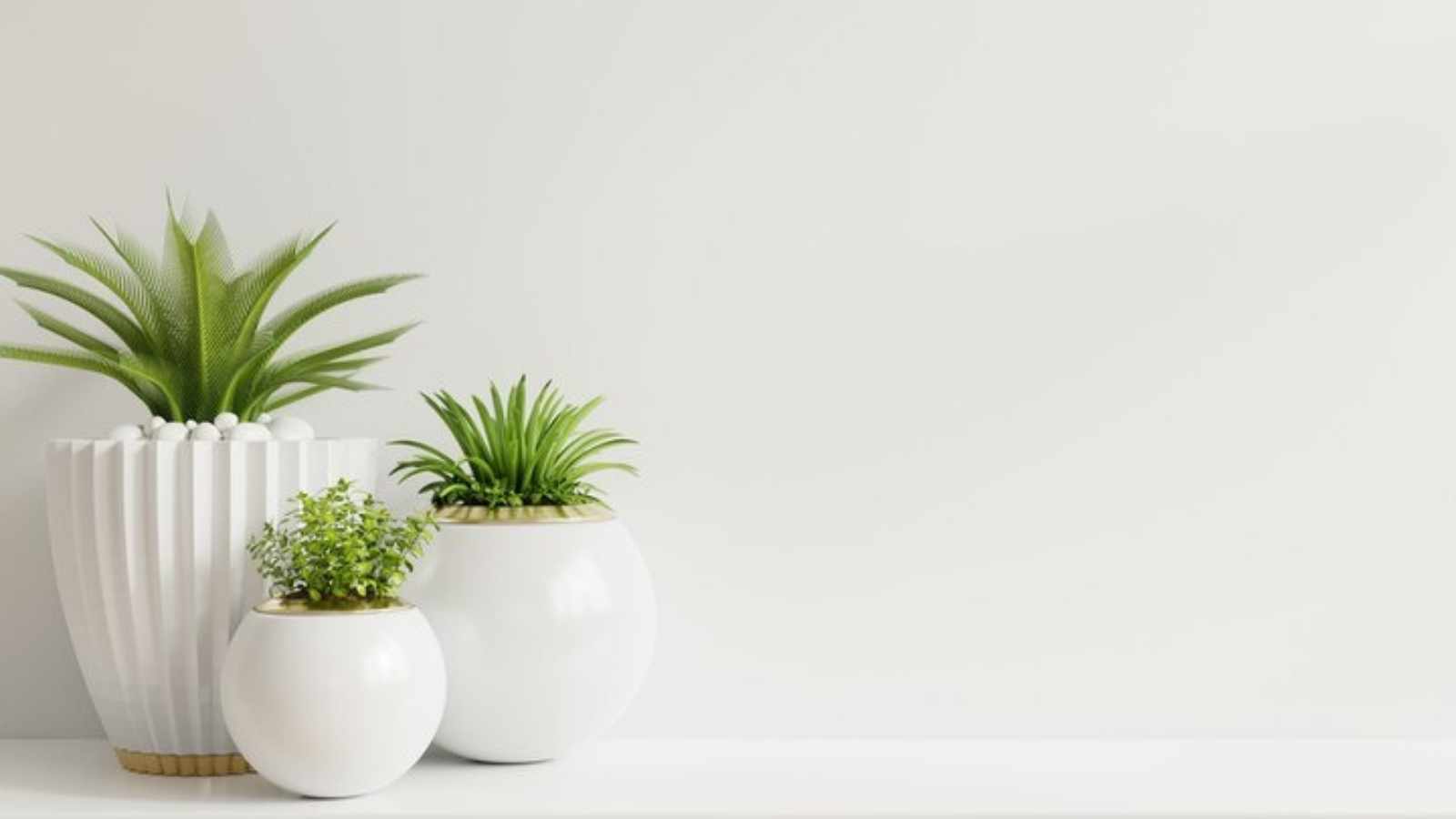 house plants