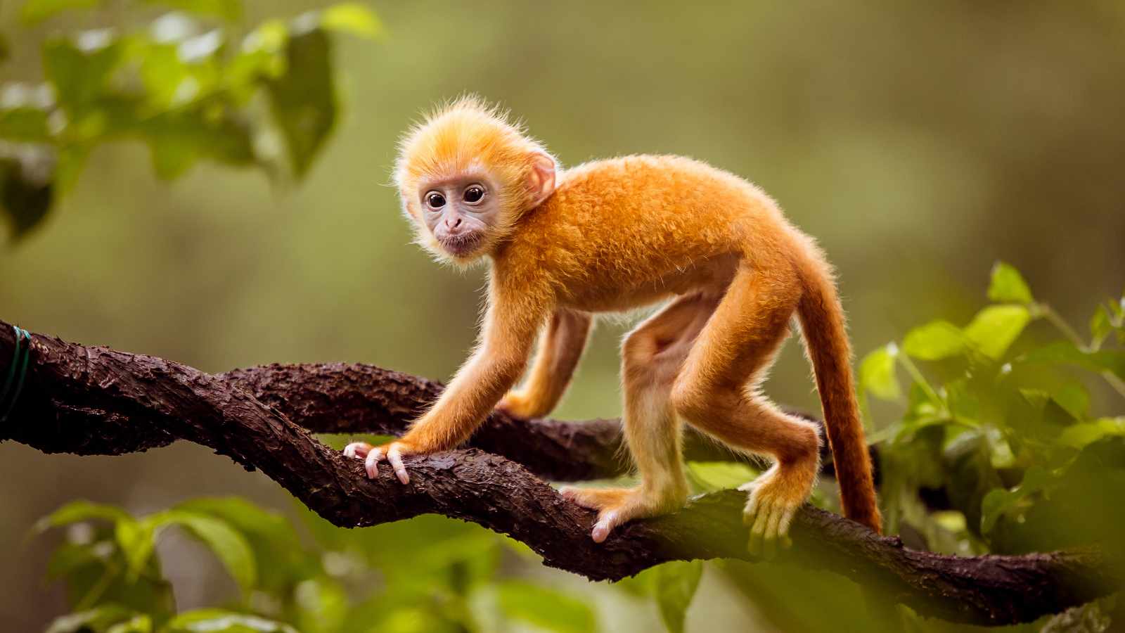 monkey