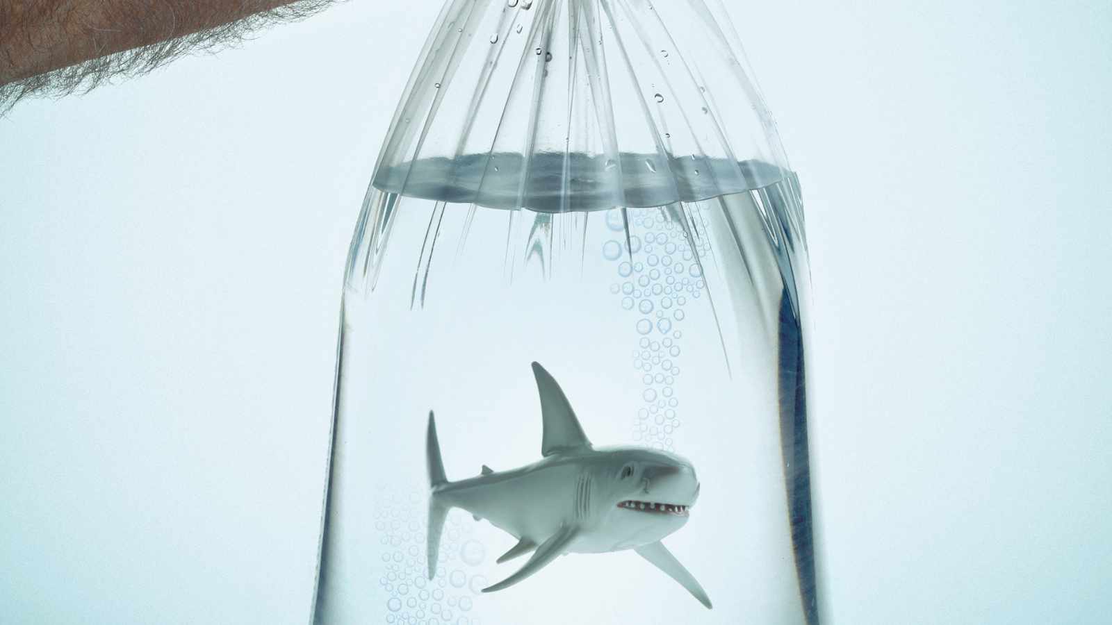 shark in a bag