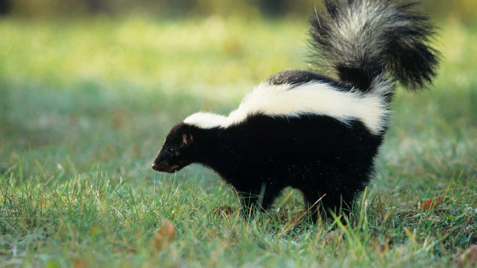 skunk2