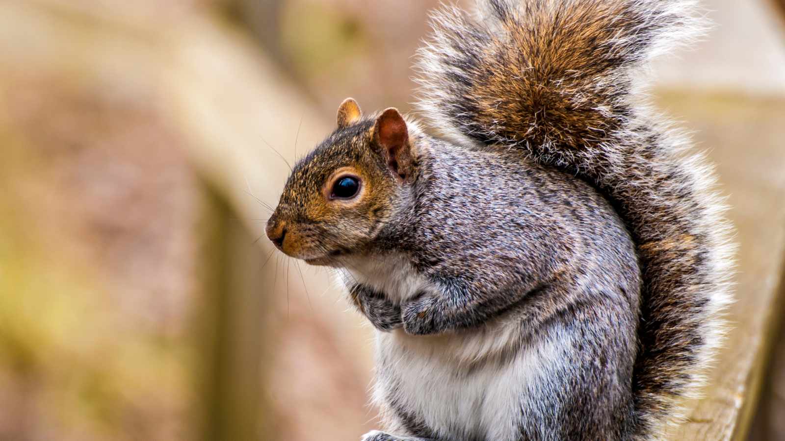 squirrel