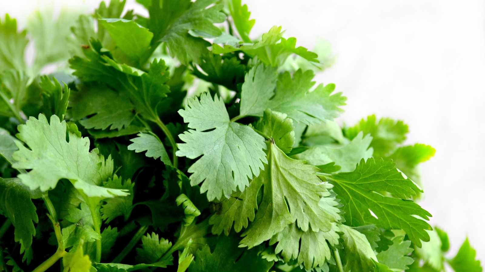 Cilantro herbs