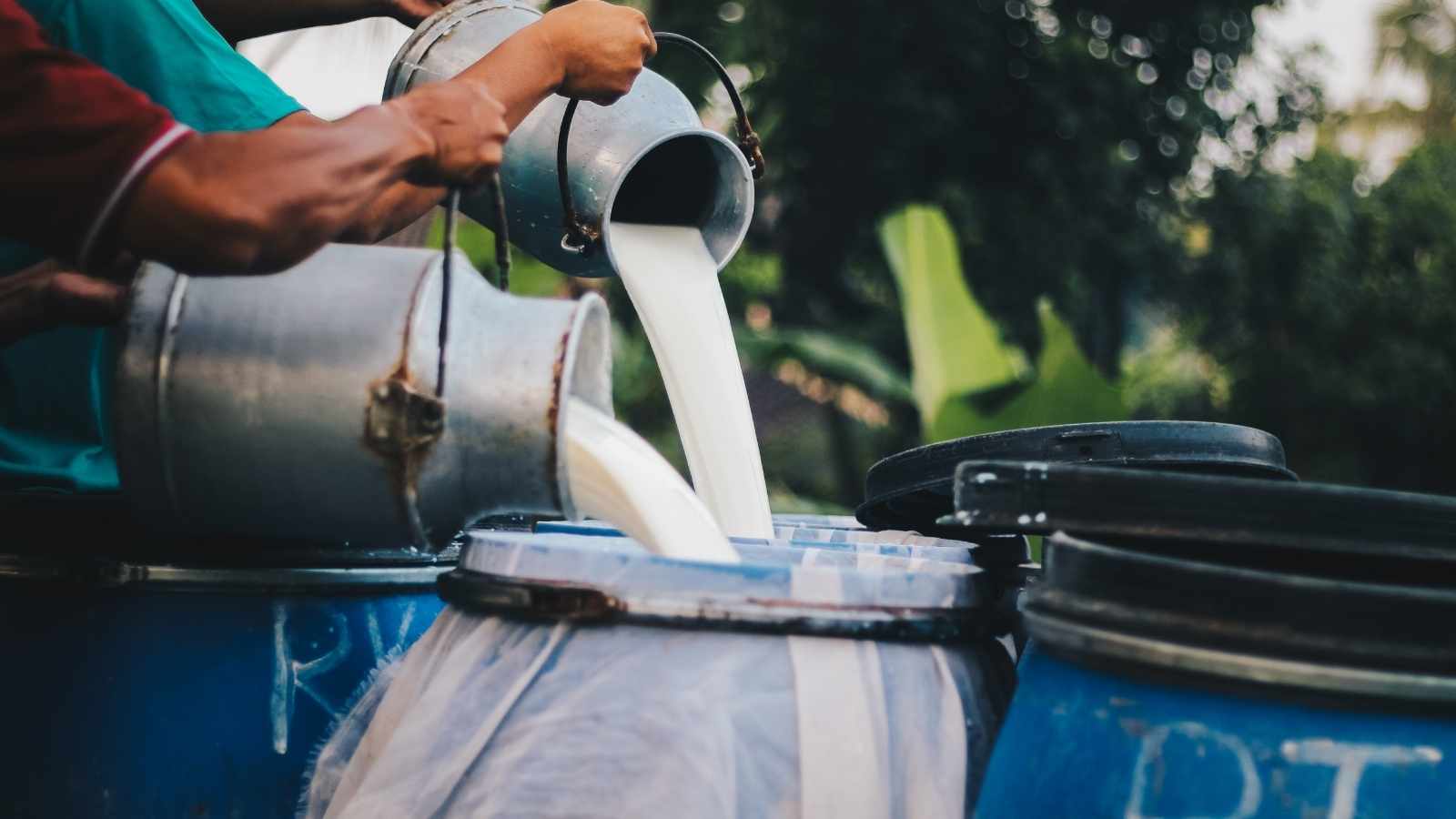Farmer pouring raw milk from dairy farm into container