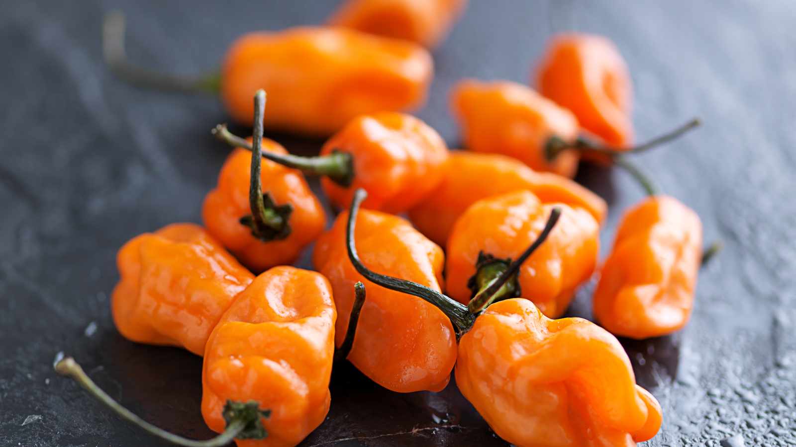 habanero pepper