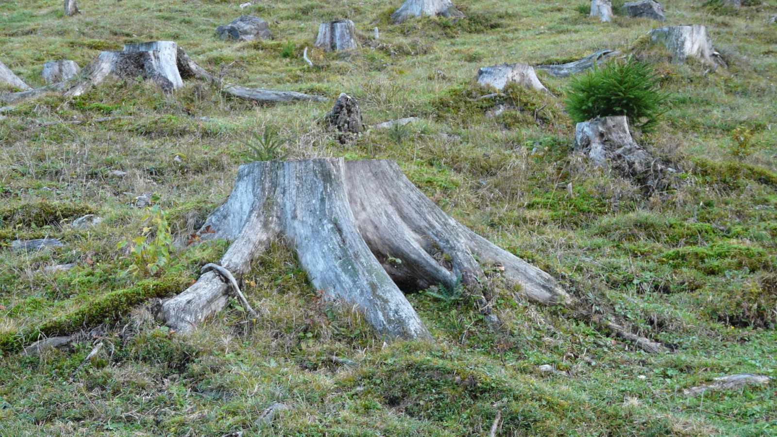tree stump