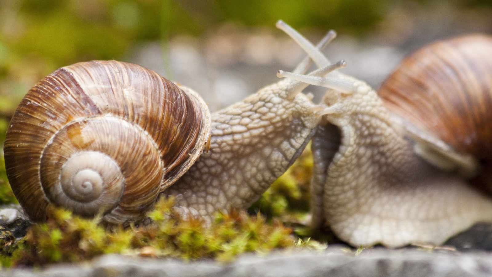 Snails