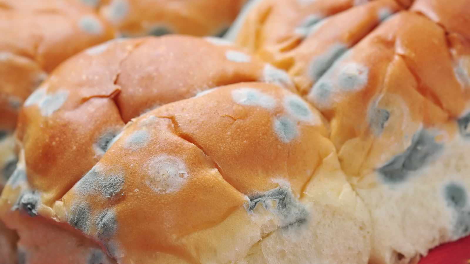 Moldy bread