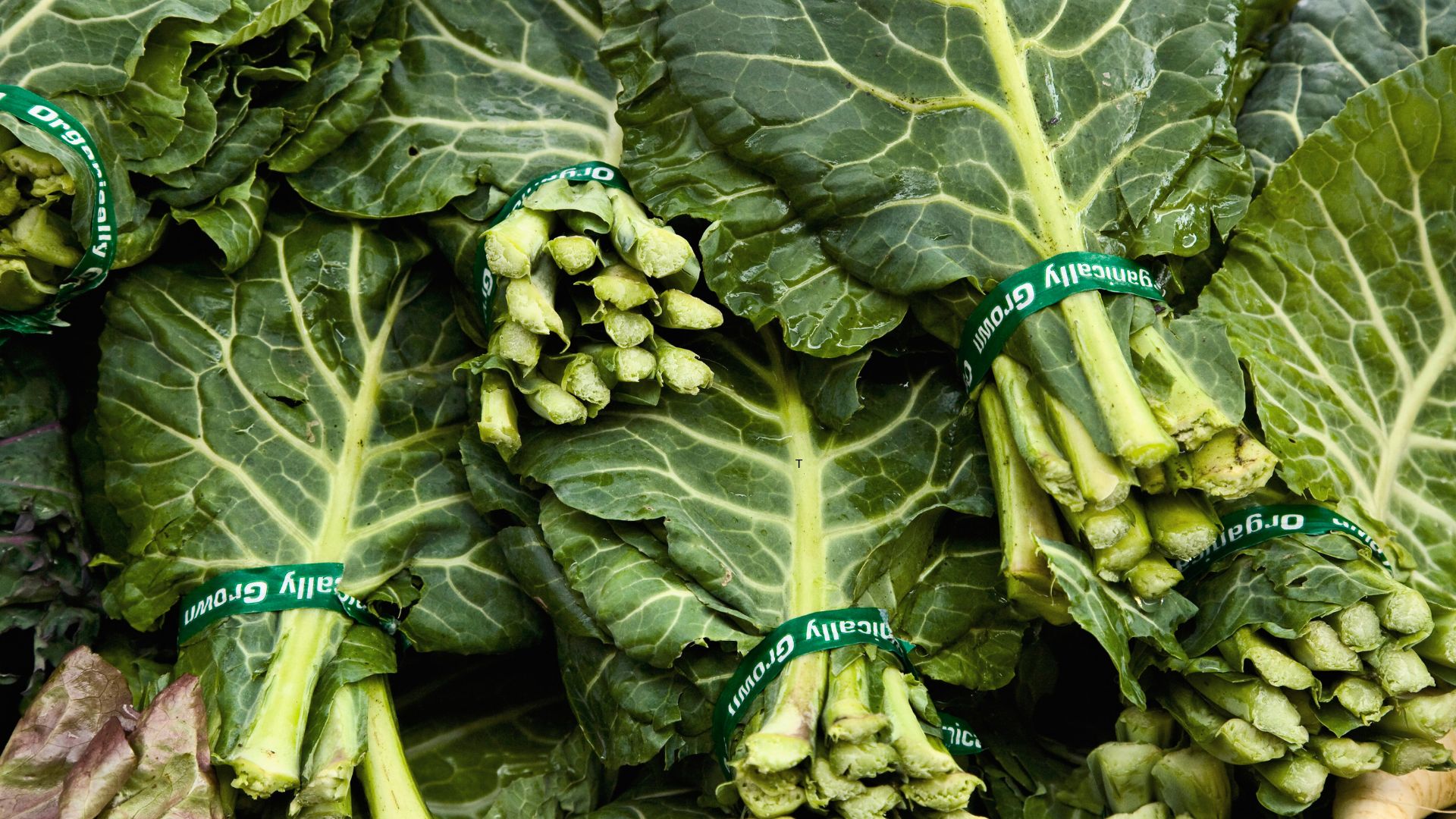Collard green