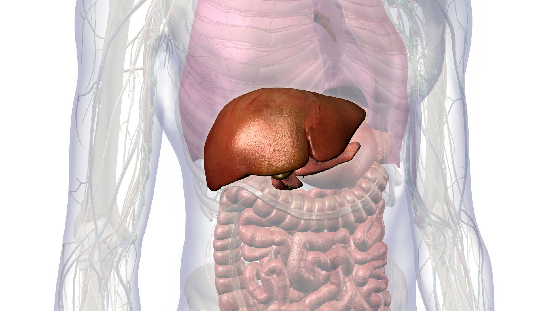 Liver 1